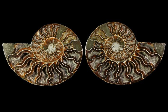 Sliced Ammonite Fossil - Crystal Chambers #114860